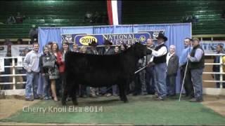 Angus Female Show - National Western Stock Show