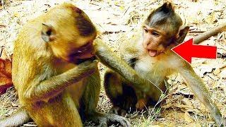 Oh! Pity Baby Monkey Viola Drink Milk Not Enough, Female Monkey Violet Disturb Her Baby Viola