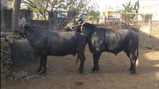 Real mating of male and female Buffalo. . / Animals try mating video
