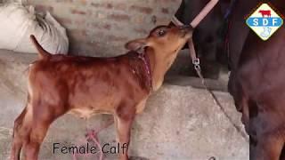 Show Quality Cross Breed Cow with Sahiwal Female Calf and 25 lt Milk  at a Farmer’s Home ????