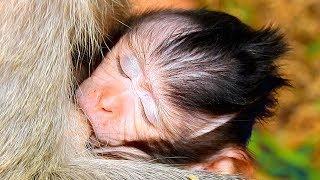 Baby Monkey Julina Sleeping Well, Female Monkey Eating Blue Corn For Save More Milk