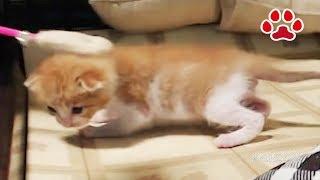 子猫まや　ライブ映像 遊びの時間　Video of kitten Maya's playing