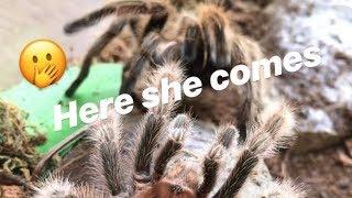 After his last meal, male tarantula FINALLY MEETS HIS GIRL !!!