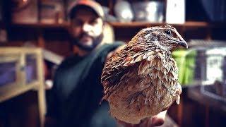 Basic Quail Care and How to tell Male from Female.