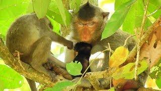 Female Monkey Blacky Sleep Well, Baby Monkey Janet Play With Tarzana Monkey