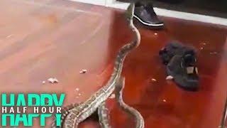 Woman Calmly Explains Why Snakes Fell Into Her Living Room