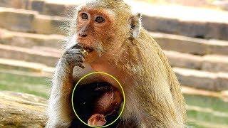 Female Monkey Blacky Feeding Her Baby Near Pool, Poor Barbi Monkey Drink Milk&Sleep Well
