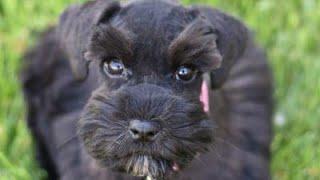 CUTE Miniature Schnauzer Puppy FOR SALE - Stella in Training