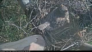 Presidio San Francisco live nest cam Hummingbird checks out Female GHO 8:53am 2-7-2019
