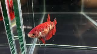 Hmpk31 female koi red 50 pln (sold out)