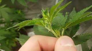 How to tell if your cannabis plant is Male or female