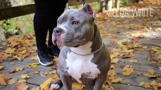 AMAZING YOUNG BULLY FEMALE OUT OF CH LUCKY LUCIANO (VIEWER SUBMITTED)