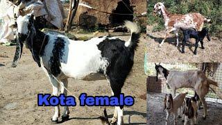 Kota Bakri bacho ke sath / Kota Female goat with kids (price video me hai)