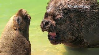Sea Lion Love Story - He Turns On His French Charm To Get Kissed