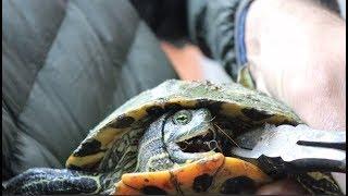 We SAVED a Horribly HOOKED Turtle!