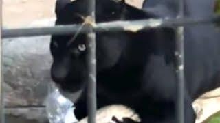 How Strangers Helped Rescue Woman Attacked by Jaguar at Zoo