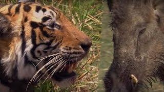 Tiger VS Boar | BBC Earth