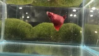 Hm 6 red  female 25 zł SOLD OUT