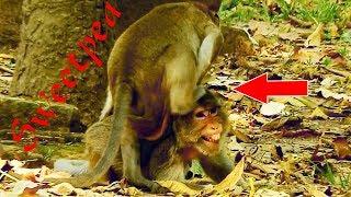 MG! What Does Sweetpea Doing To Female Maria Monkey, Sweetpea Bits Wtih Dydy&JR Bru