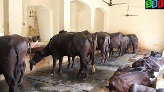 Sansaniwal Dairy Farm Full Video . FOR SALE - Milking Buffalo, Calfs, Young Murrah male and female