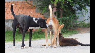 StreetDog!! Jack Russell Terrier Sweet Labrador Retriever Female In Chreav Village