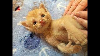 Kitkat Playroom LIVE: Tater Tot - The Female, Ginger, Polydactyl Kitten with Hydrocephalus