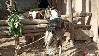 Good quality malwa goat for sale