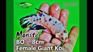Female Giant Betta Koi Fancy BO=8cm, biggest and monster series,...