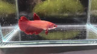 Hm27 red female 25 zł SOLD OUT