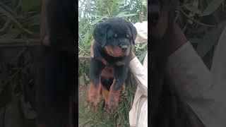 #Rottweiler Dark black and brown Male female puppy sale India mumbai delhi Rajasthan 9950330009