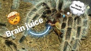 LAST MEAL for this dancing TARANTULA before his BIG DATE !!! [Girls, ask him out to prom!]