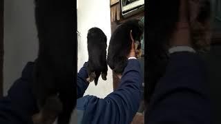 9212 501 257 show quality German Shepherd male and female puppies for sale in Delhi Dwarka petshop