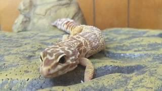 Paige - female leopard gecko up for adoption