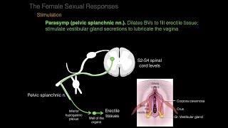 03.Female Repro System. Orgasm